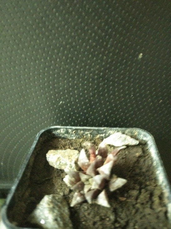 Haworthia parksiana