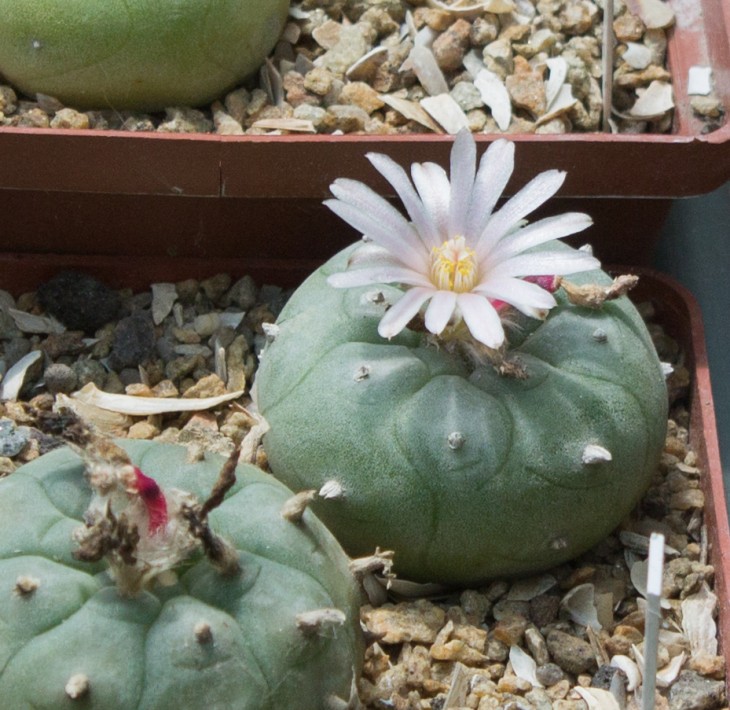 L.williamsii P3402_1, El Huizache, SLP