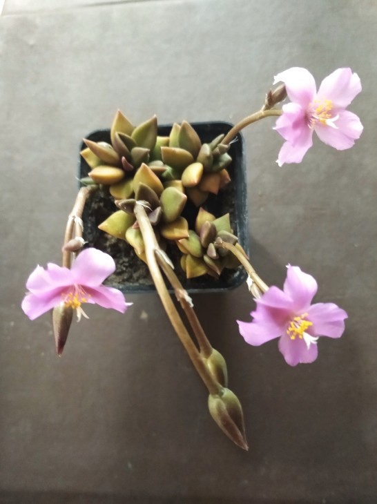 Anacampseros telephiastrum
