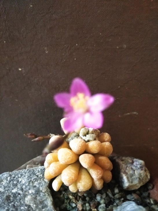 Anacampseros namaquensis