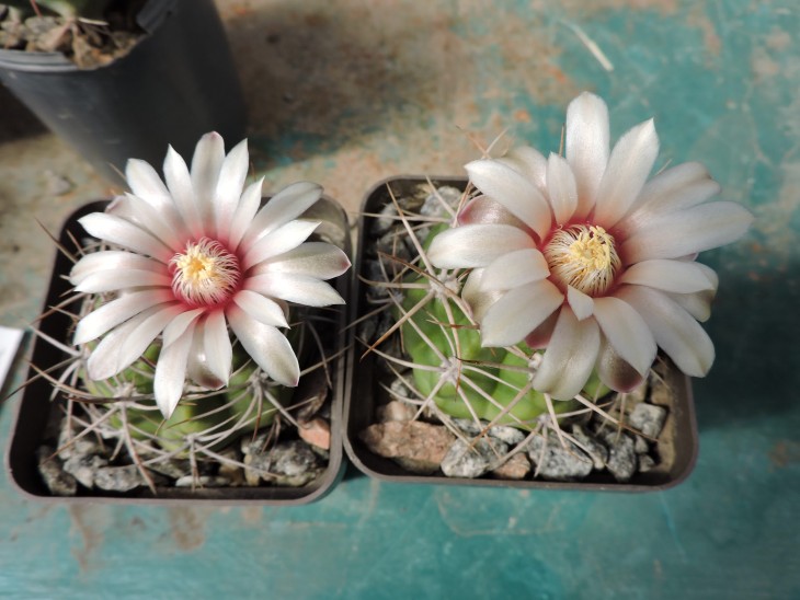 Gymnocalycium valnicekianum