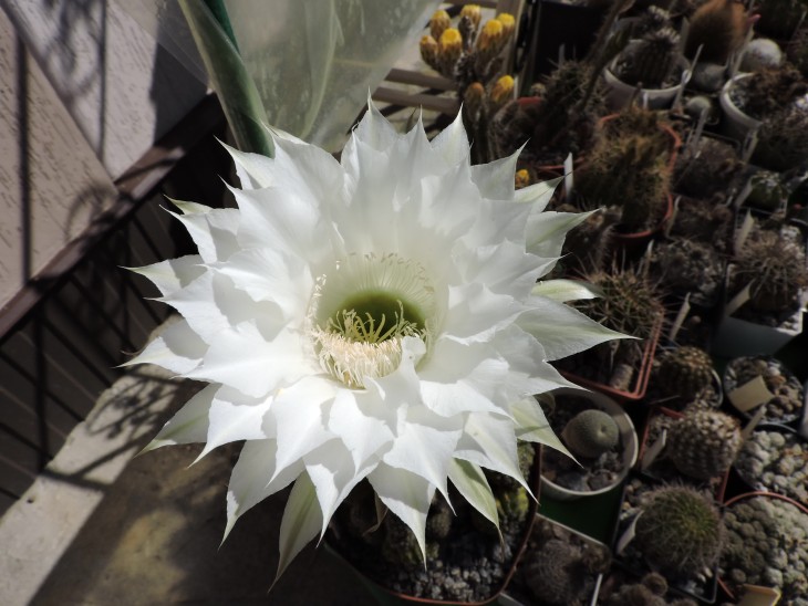 Echinopsis eyriesii