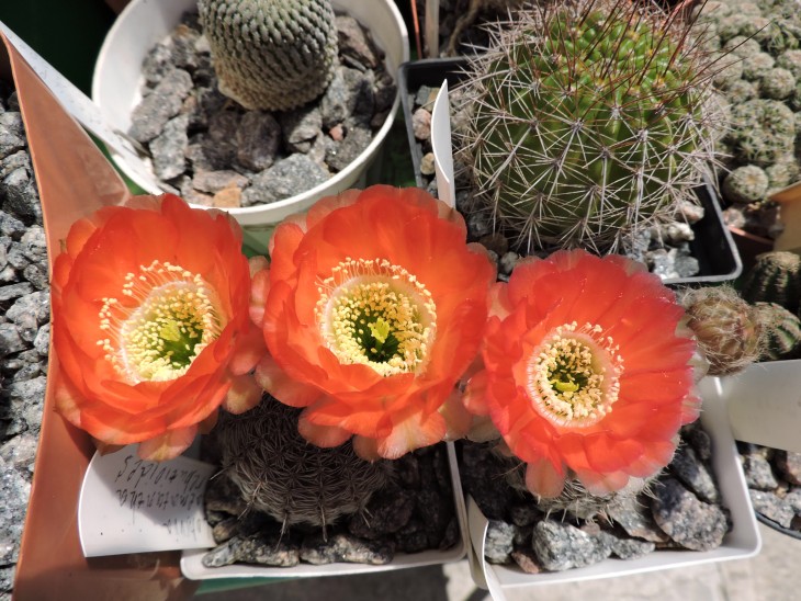Lobivia haematantha v. rebutioides