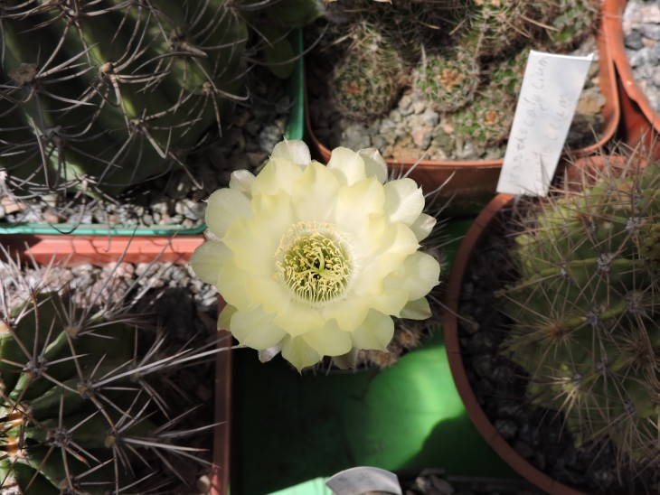 Lobivia aurea aff