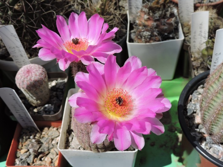 Echinocereus rigidissimus v. rubrispinus L 088