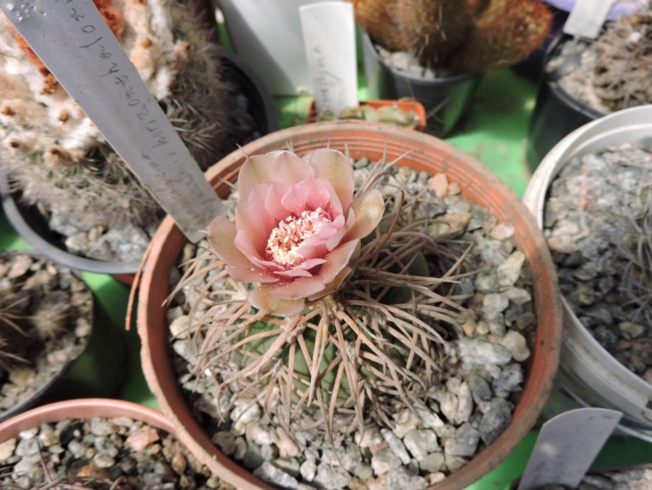 Gymnocalycium spegazzinii v. horizonthalonius