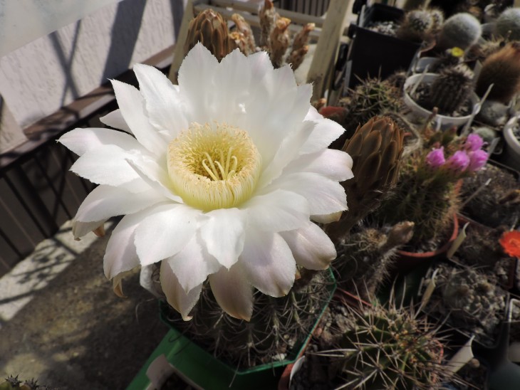Echinopsis sp Sierra Villicum(melanopotamica aff)