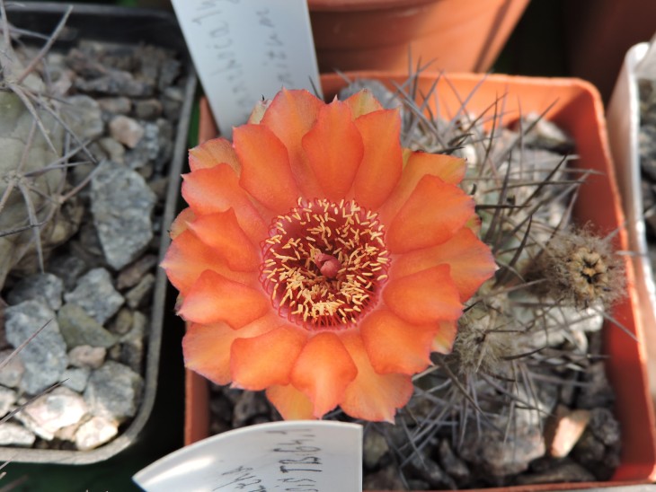 Acanthocalycium munitum DH 10