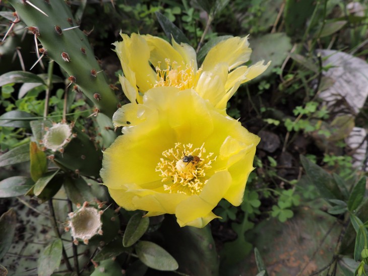 Opuntia humifusa