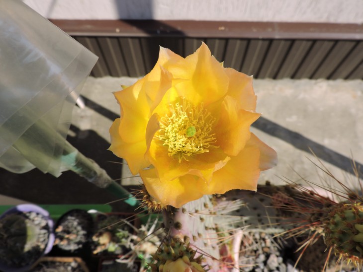Opuntia gosseliniana aff