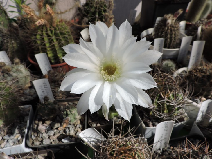 Echinopsis subdenudata