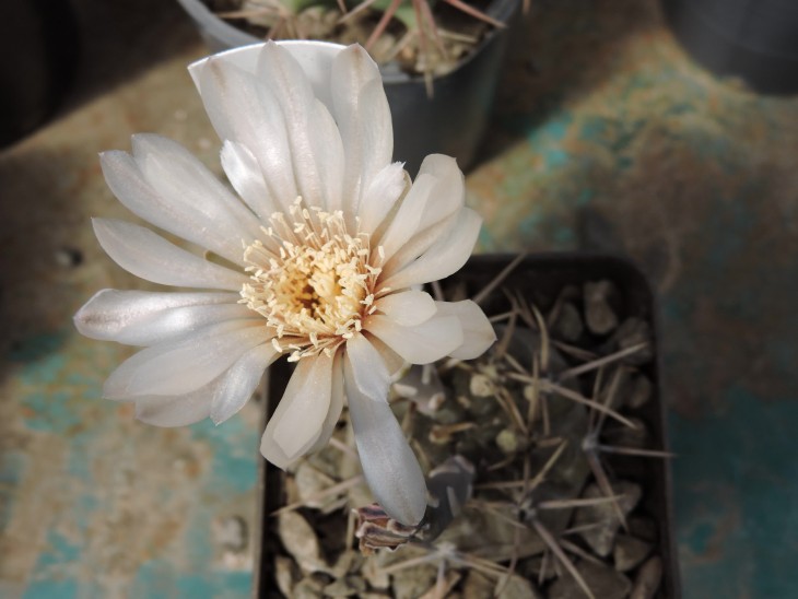 Gymnocalycium borthii LB 295