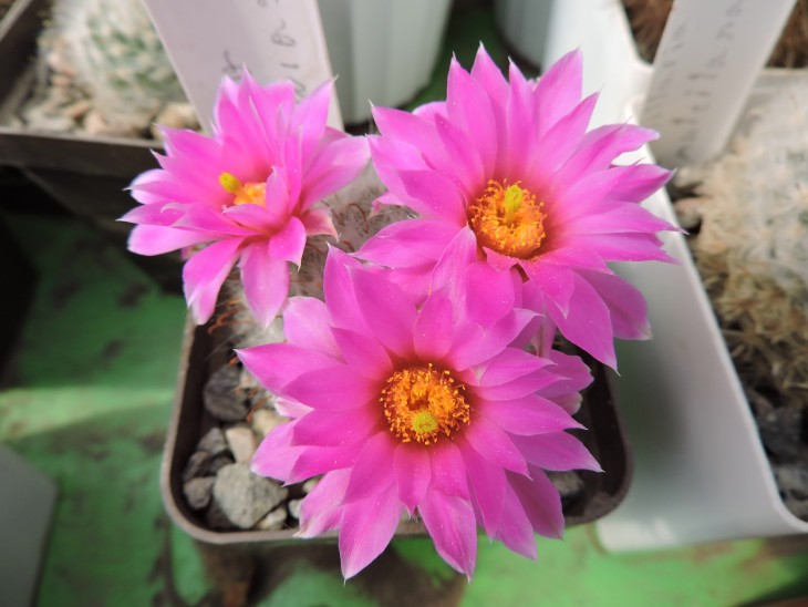 Krainziana guelzowiana