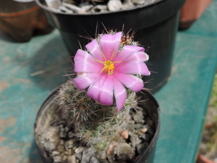 Mammillaria occidentalis
