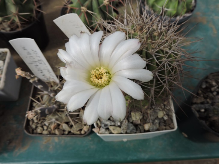 Acanthocalycium klimpelianum P 120