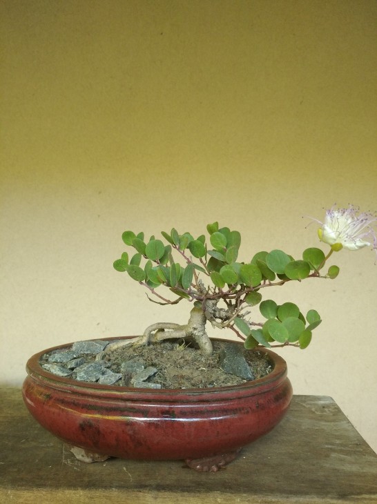 Capparis spinosa, загальний вигляд рослини