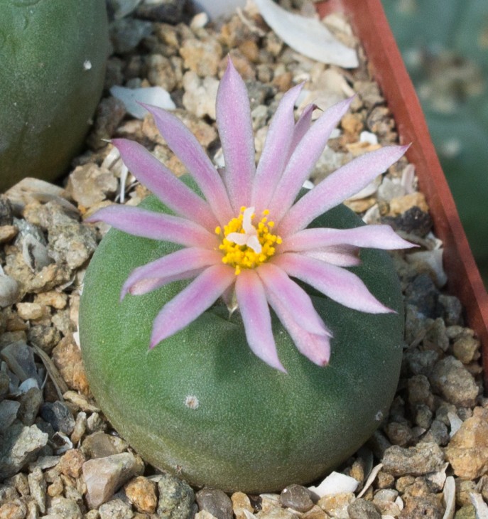 L.fricii IDD244 Viesca, Coahuila