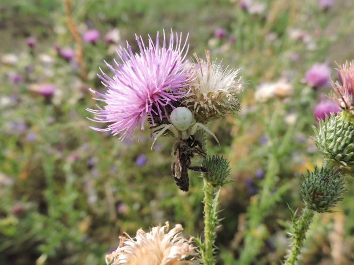 Misumena vatia