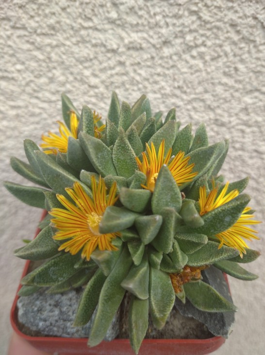 Nananthus transvaalensis