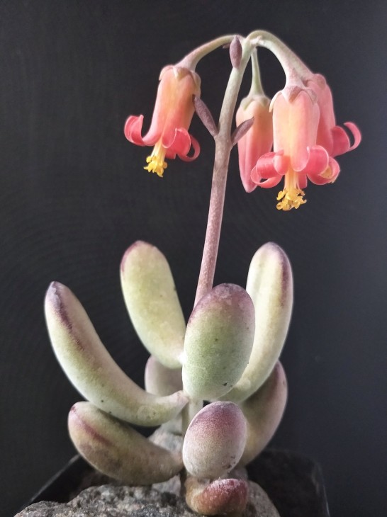Cotyledon orbiculata var. oophylla