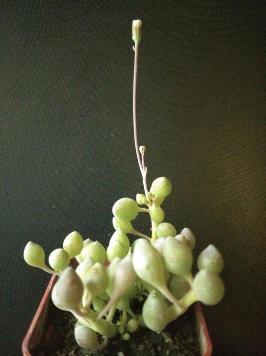 Senecio citriformis