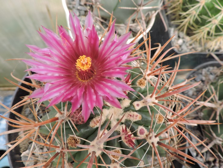Ferocactus fordii