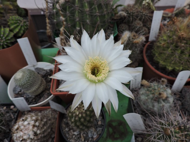 Echinopsis chacona P 251