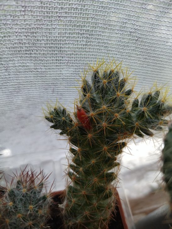 m_prolifera_2209.png