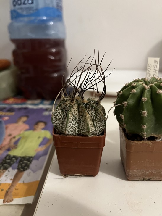 Astrophytum capricorne