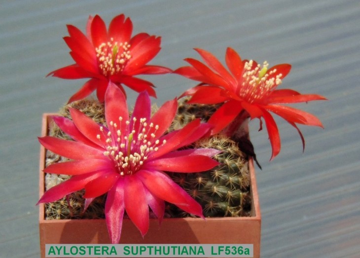 AY483 AYLOSTERA SUPTHUTIANA LF536a....JPG