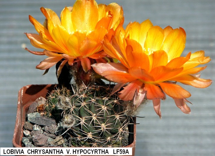 L417 LOBIVIA  CHRYSANTHA  V. HYPOCYRTHA   LF59A.jpg