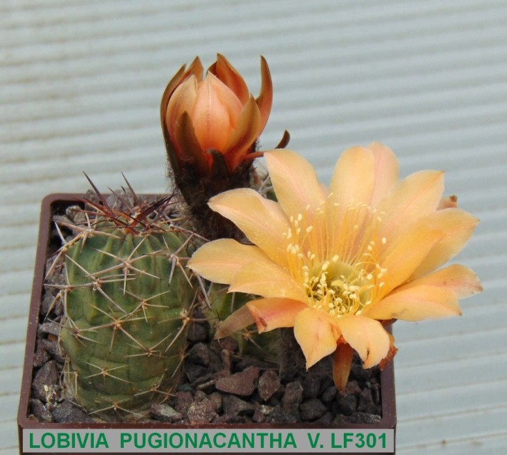 L680 LOBIVIA PUGIONACANTHA V. LF301..JPG