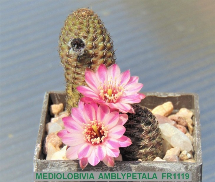 ME8 MEDIOLOBIVIA AMBLYPETALA FR1119..JPG