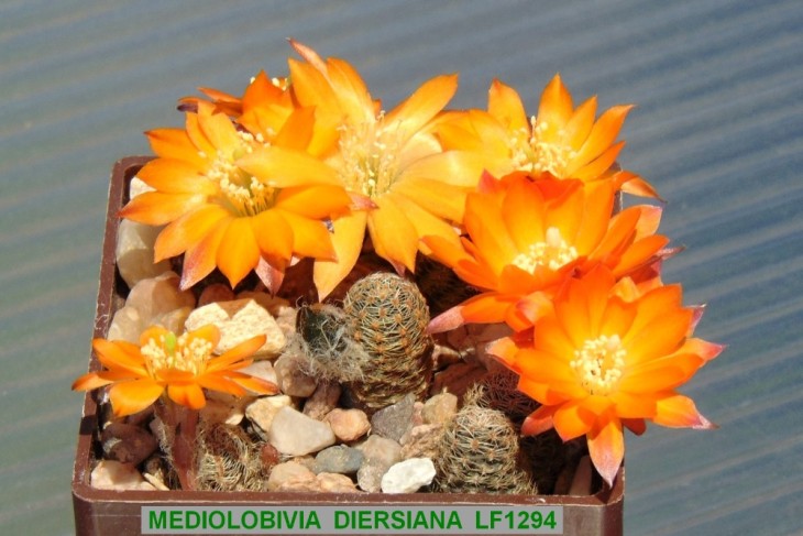 ME197 MEDIOLOBIVIA DIERSIANA LF1294.,.JPG