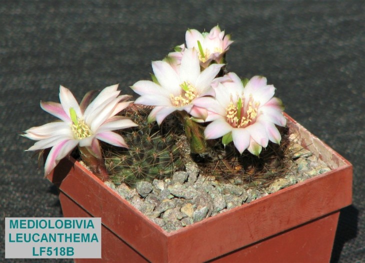 ME402 MEDIOLOBIVIA LEUCANTHEMA LF518B..JPG