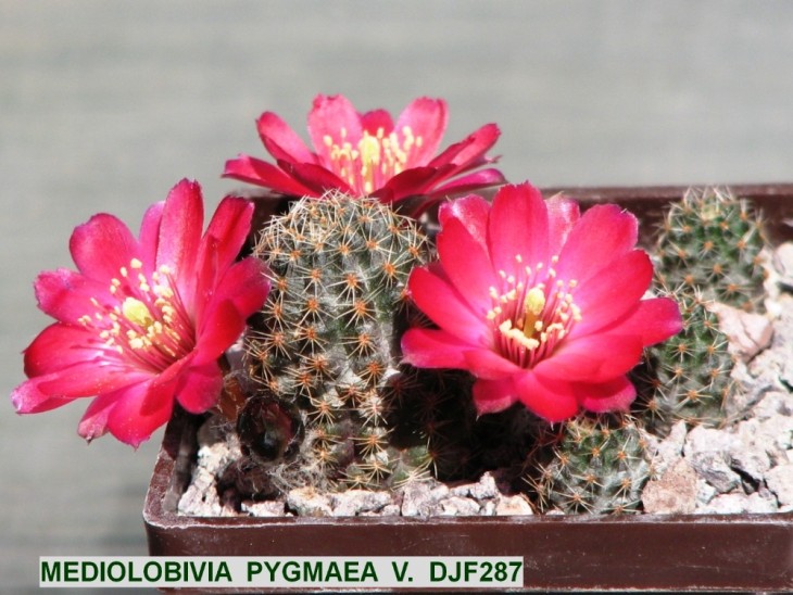 ME469 MEDIOLOBIVIA  PYGMAEA  V.  DJF287.JPG