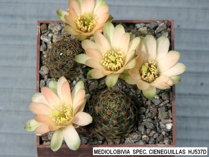 ME771 MEDIOLOBIVIA  SPEC. CIENEGUILLAS  HJ537D.jpg