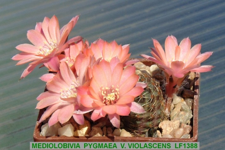 ME889 MEDIOLOBIVIA PYGMAEA V. VIOLASCENS LF1388...JPG