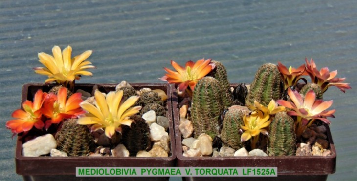 ME870 MEDIOLOBIVIA PYGMAEA V. TORQUATA LF1525A.JPG