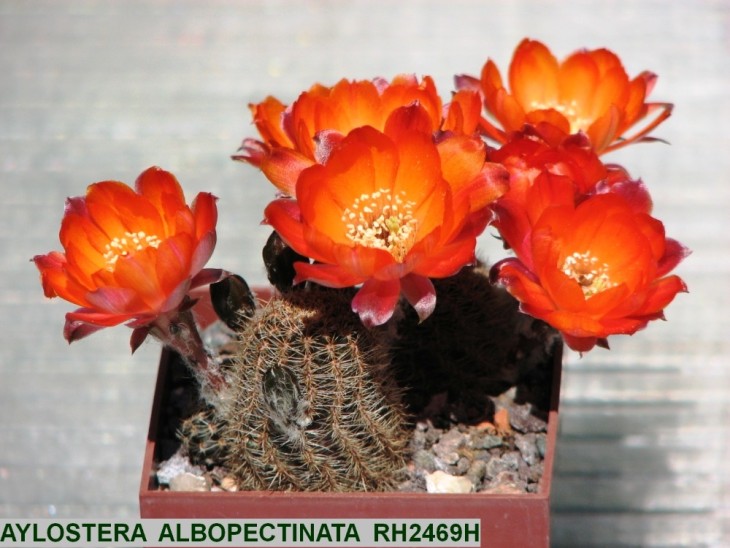 AY21 AYLOSTERA  ALBOPECTINATA  RH2469H_2.JPG