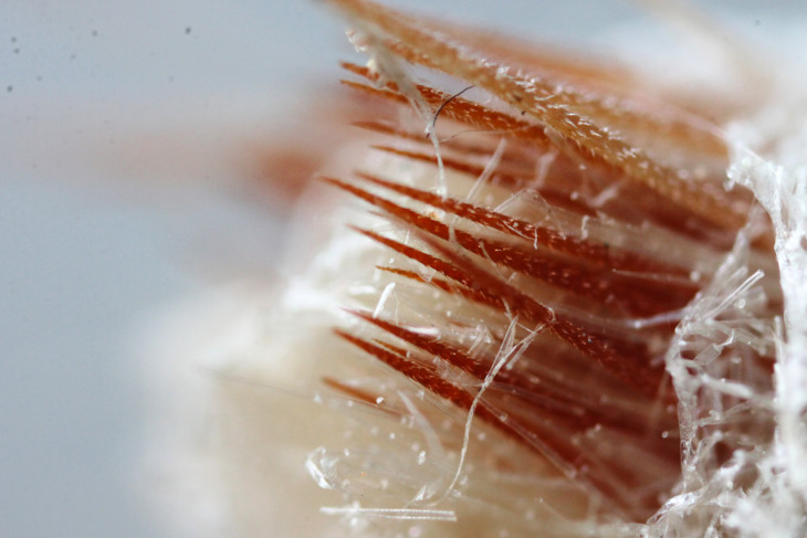 Ареола з глохідіями Tephrocactus articulatus