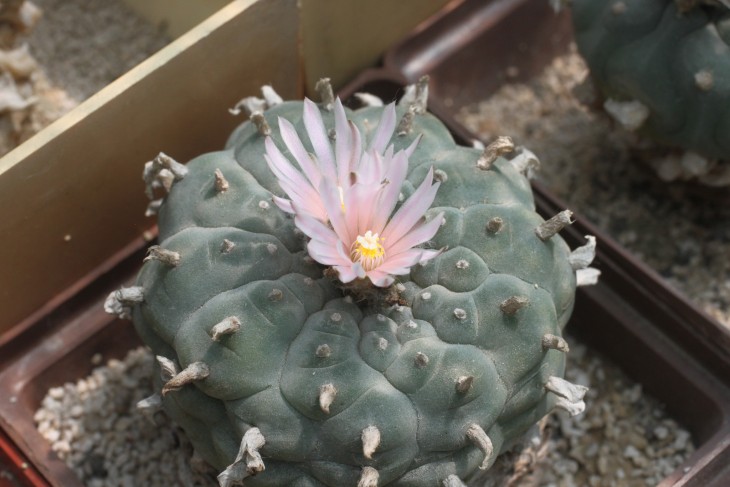 Lophophora williamsii з El Coyote, SLP. Ребра прямі, і зараз ця рослина переходить на більше ребер. Моя рослина і фото.