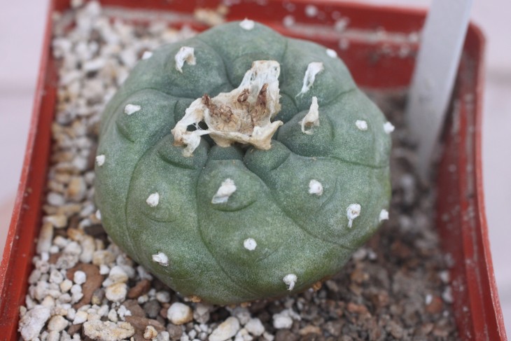 Ще одна Lophophora jourdaniana з класичною формою ребер - широкими горизонтальними лініями, ребра злегка закручені по спіралі. Моя рослина і фото.