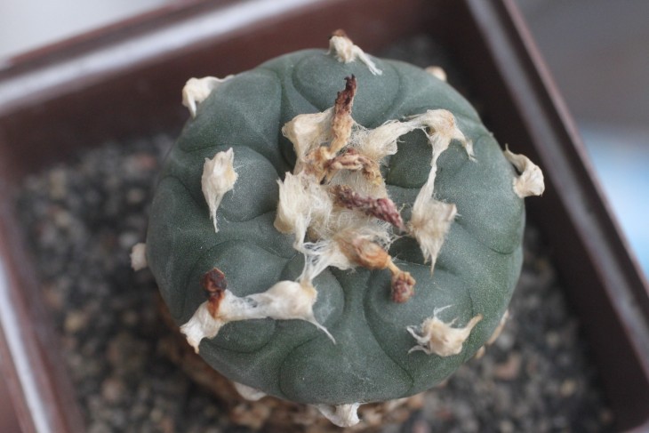 Lophophora koehresii (San Francisco). Це те, що я маю на увазі під «виглядом, ніби туберкули було висічено з каменю», дивлячись на ці грані. Зверніть увагу на хвилясті ребра. Моя рослина і моє фото.