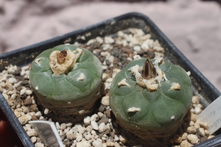 Дві молоді Lophophora koehresii. Зверніть увагу, як праворуч ребра змінюються на форму пісочного годинника. Мої рослини і фото.