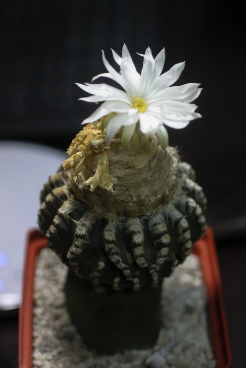 Несподіваний сюрприз від Discocactus horstii
