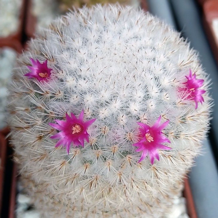Mammillaria haageana