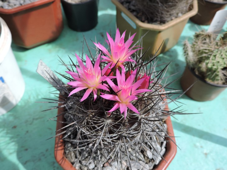 Neoporteria nigrihorrida