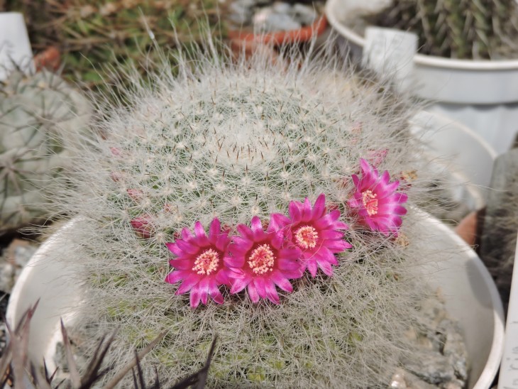 Mammillaria hahniana
