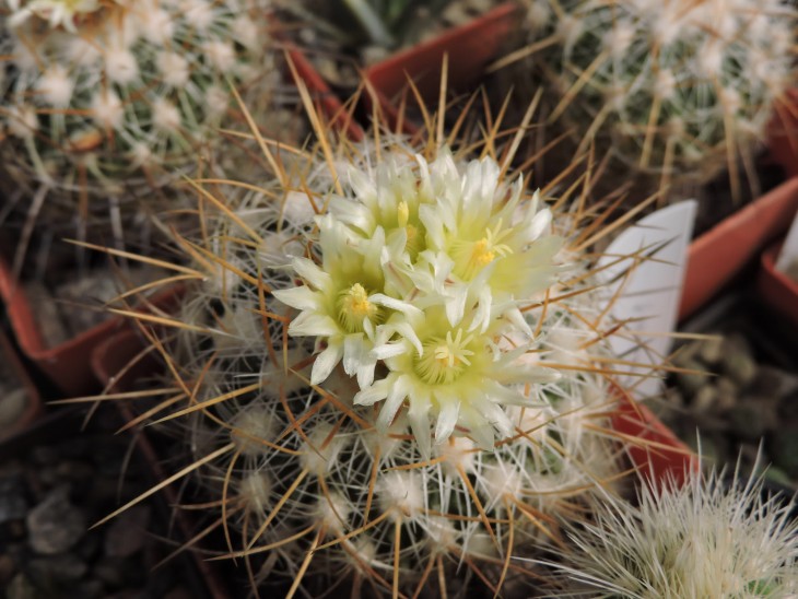 Echinofossulocactus albatus